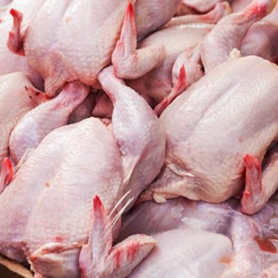  قیمت جدید گوشت مرغ در آینده نزدیک اعلام شد!