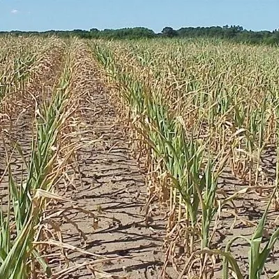 شیوهنامه یکپارچهسازی و تجمیع اراضی کشاورزی ابلاغ شد