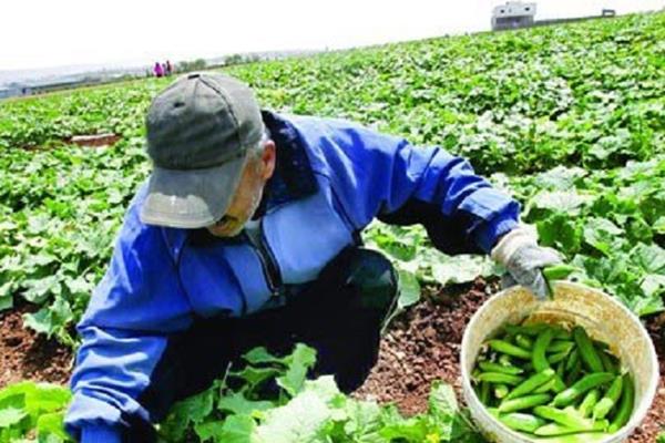 مهمترین دستاوردهای طرح های شاخص بخش کشاورزی اعلام شد
