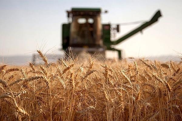دولت از کشاورزان چقدر گندم خرید؟
