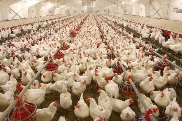 چرا هزینه تولید مرغ در کشور بالاست؟ 