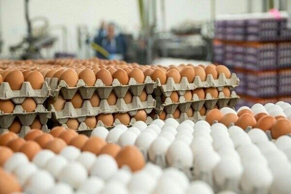 روند نزولی قیمت تخم مرغ ادامه دارد 