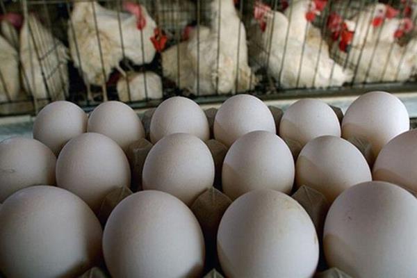 مقصر گرانی مرغ، تخم‌مرغ و گوشت مشخص شد