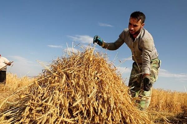 نرخ تضمینی محصولات کشاورزی اصلاح می‌شود؟/ مجلس: وزارت جهاد اقدام کند