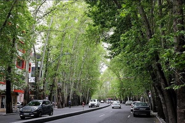 شکایت شهرداری از مالکی که عمدا ۱۳ درخت خیابان ولیعصر را خشک کرد 