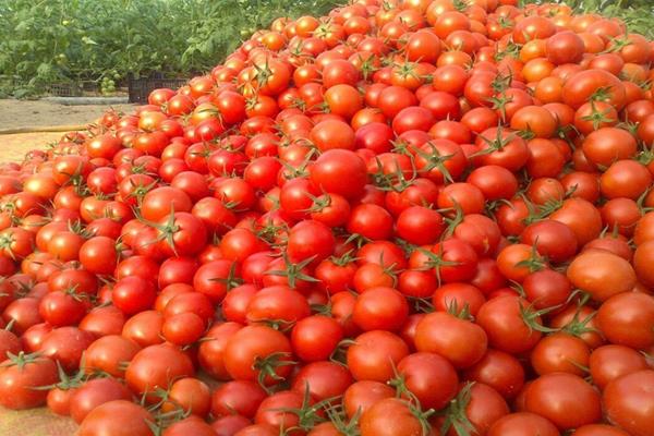گوجه‌فرنگی تا ۲۰ روز آینده ارزان می‌شود