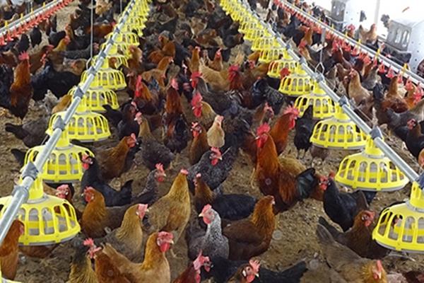 تمدید یکساله مهلت پرداخت بدهی بانکی پرورش دهندگان مرغ آسیب دیده از کرونا